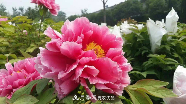 洛陽牡丹節(jié)文化源頭，來自宋代洛陽的牡丹情結(jié)(圖3)