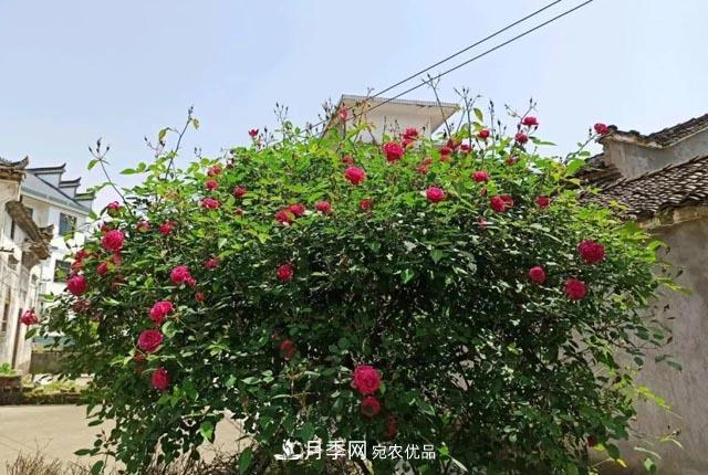 太奶奶養(yǎng)的月季，110歲高齡啦！(圖1)