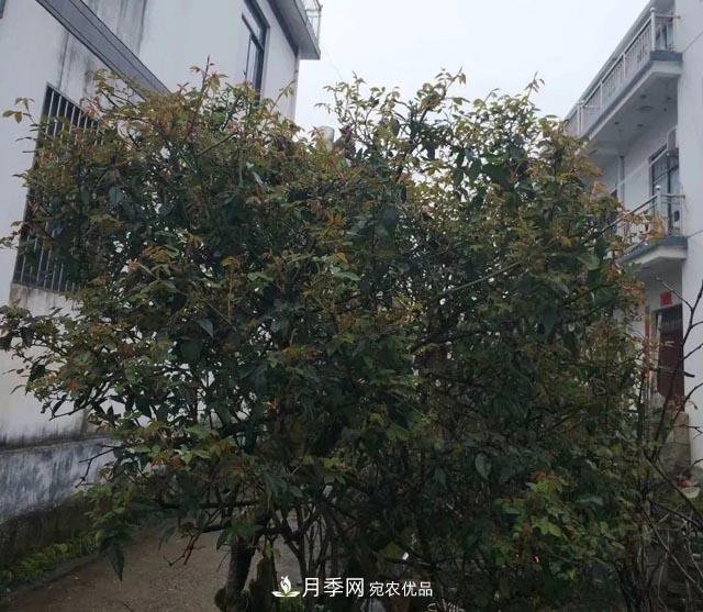 太奶奶養(yǎng)的月季，110歲高齡啦！(圖2)