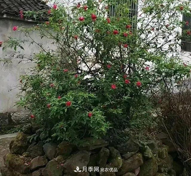 太奶奶養(yǎng)的月季，110歲高齡啦！(圖3)