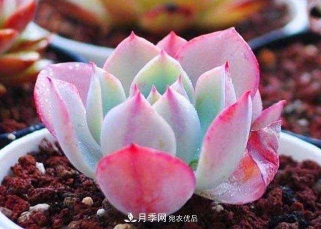 10月養(yǎng)多肉，記住16字“訣竅”，美出“新高度”(圖1)