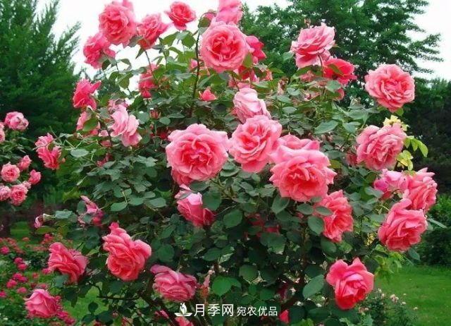 詩意和禪意：花開花落自有時(shí)，總賴東君主(圖3)
