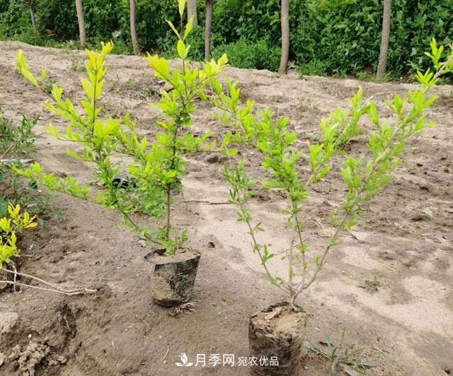 走進紫葉水蠟孿生兄弟——金葉水蠟的世界(圖1) 走進紫葉水蠟孿生兄弟——金葉水蠟的世界(圖1)