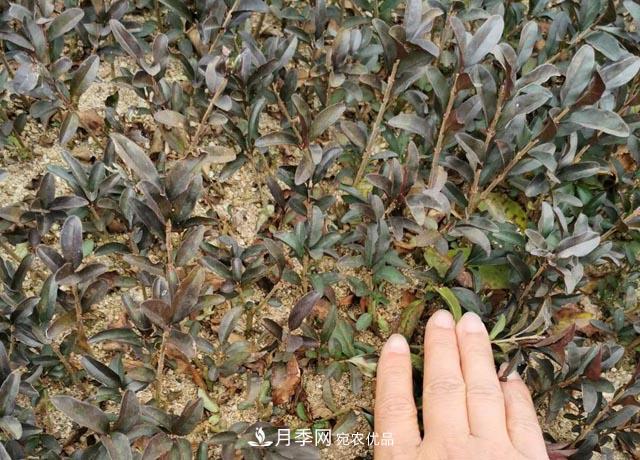 走進紫葉水蠟孿生兄弟——金葉水蠟的世界(圖3) 走進紫葉水蠟孿生兄弟——金葉水蠟的世界(圖3)