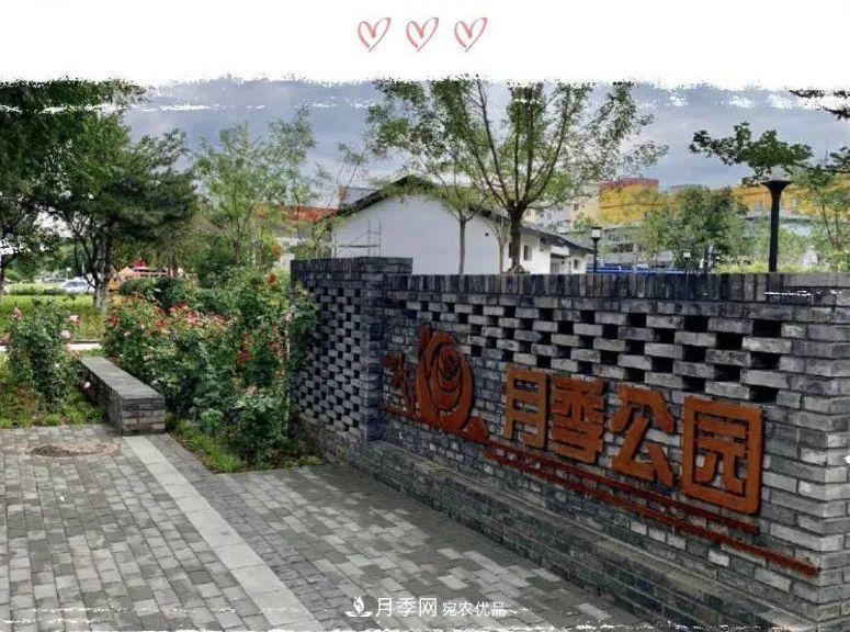 免費，景美，有兒童活動區(qū)！北京密云月季公園，你去了嗎！(圖1)