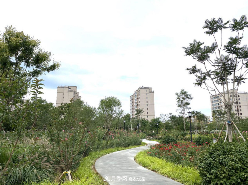 免費，景美，有兒童活動區(qū)！北京密云月季公園，你去了嗎！(圖5)