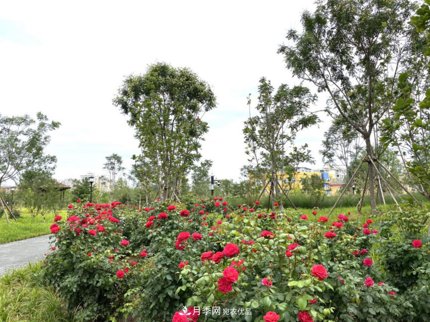 免費，景美，有兒童活動區(qū)！北京密云月季公園，你去了嗎！(圖6)