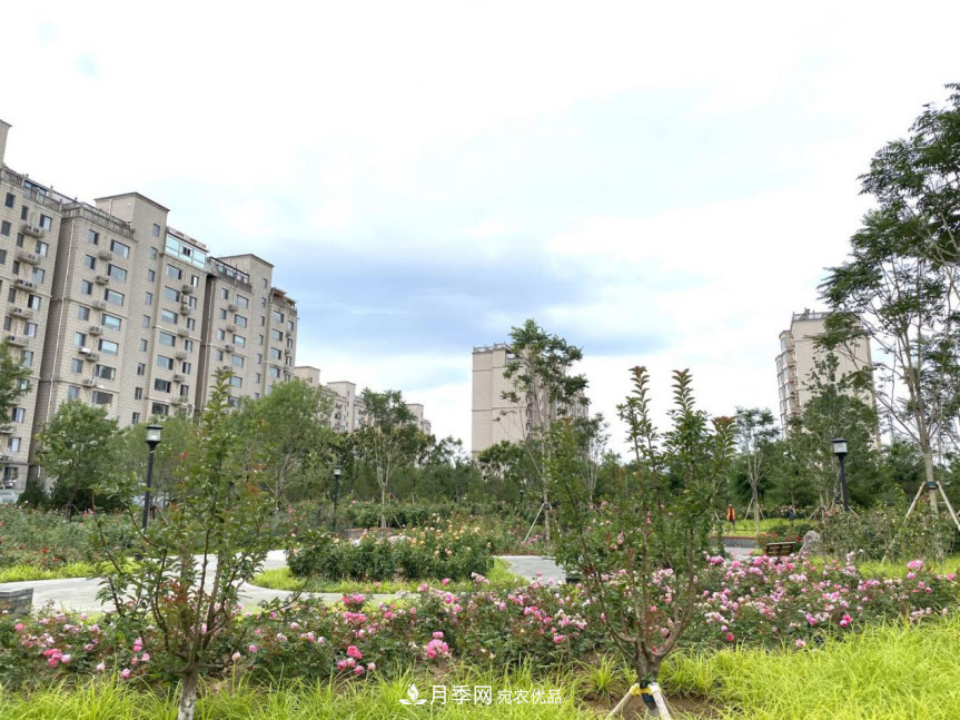 免費，景美，有兒童活動區(qū)！北京密云月季公園，你去了嗎！(圖7)