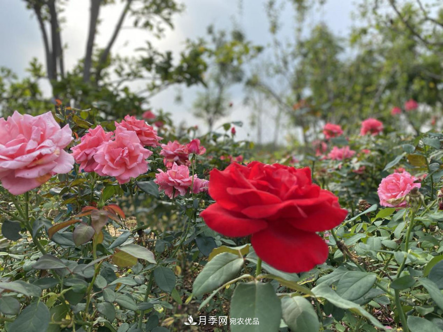 免費，景美，有兒童活動區(qū)！北京密云月季公園，你去了嗎！(圖8)