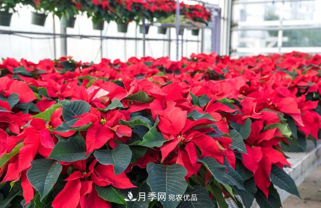 幾款常見的園林景觀苗木，配置在景觀中很漂亮(圖5)