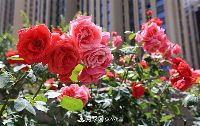 花只能開一季？這7種花四季都能賞花，月季花不可缺(圖1)