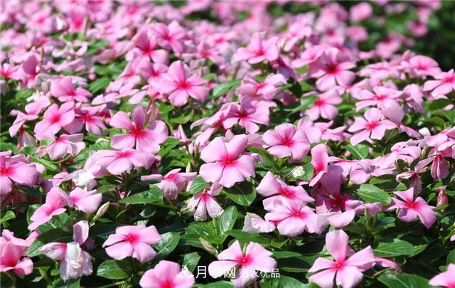 花只能開一季？這7種花四季都能賞花，月季花不可缺(圖2)