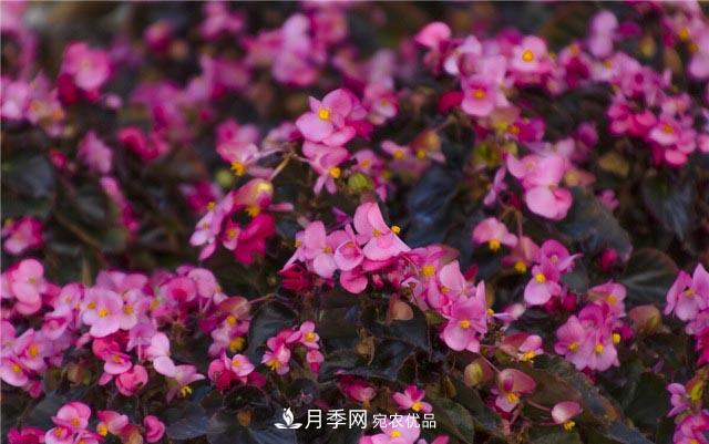 花只能開一季？這7種花四季都能賞花，月季花不可缺(圖3)