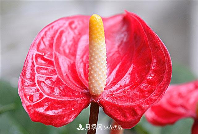 花只能開一季？這7種花四季都能賞花，月季花不可缺(圖4)