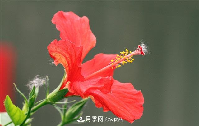 花只能開一季？這7種花四季都能賞花，月季花不可缺(圖5)