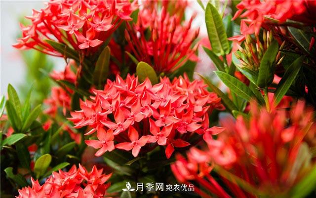花只能開一季？這7種花四季都能賞花，月季花不可缺(圖6)