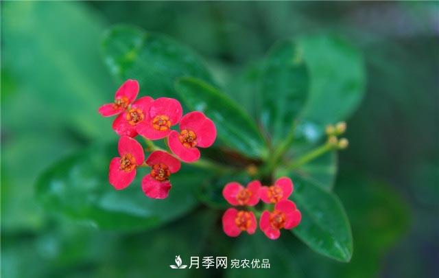 花只能開一季？這7種花四季都能賞花，月季花不可缺(圖7)