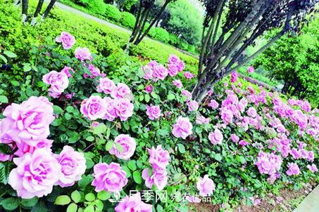 衡陽萬株月季盛放，美了衡州大道(圖1)