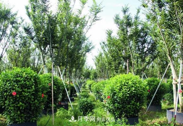 苗木容器苗比地栽苗、裸根苗、假植苗有哪些優(yōu)勢(shì)？(圖1)
