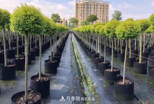 為什么越來越多的苗木人選擇容器苗？(圖1)