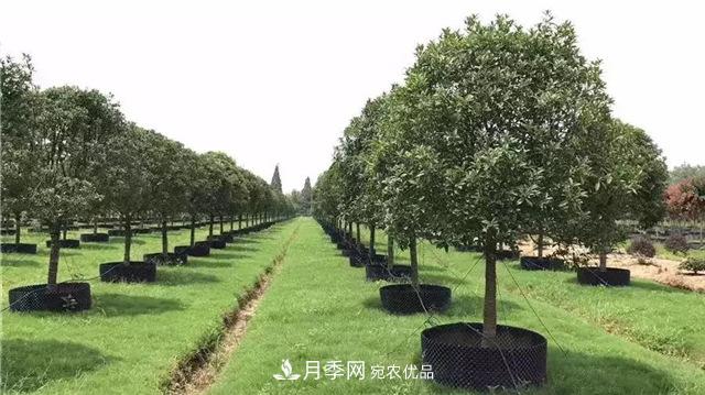 容器苗，或?qū)⒊蔀槊缒痉N植新趨勢(shì)(圖1)
