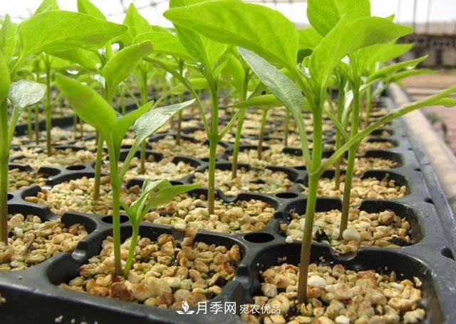 容器苗，或?qū)⒊蔀槊缒痉N植新趨勢(shì)(圖2)