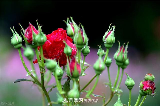 月季秋天如何養(yǎng)護(hù)？要“修”又要“防”，兩手抓才能長勢良好(圖1)
