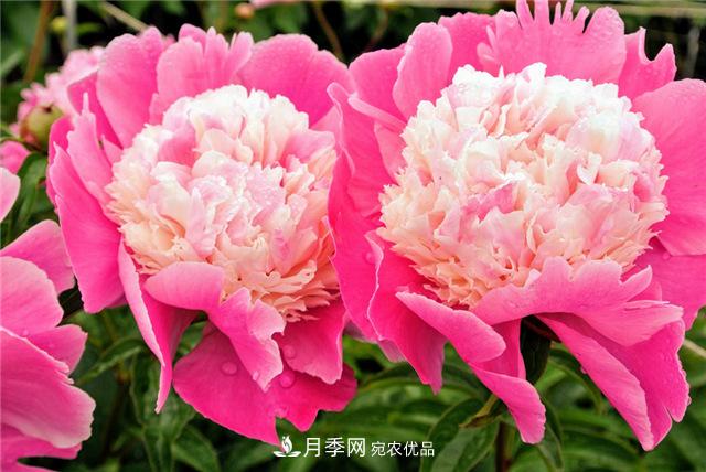 風(fēng)流菏澤牡丹：可知國(guó)色無(wú)兼美，剛數(shù)曹州又亳州(圖1)