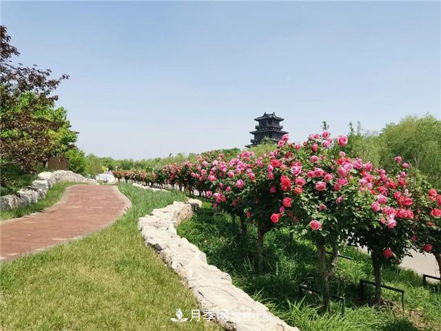 衡水街頭開滿月季花，又香又美人人夸！(圖1)