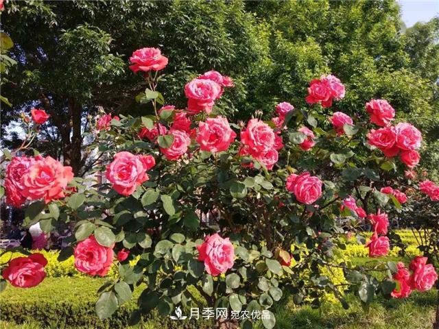 衡水街頭開滿月季花，又香又美人人夸！(圖2)