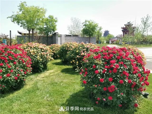 衡水街頭開滿月季花，又香又美人人夸！(圖3)