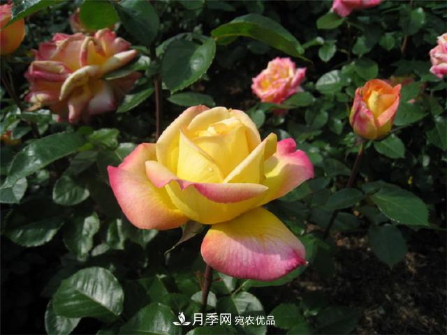 中國月季與世界園林(圖3)