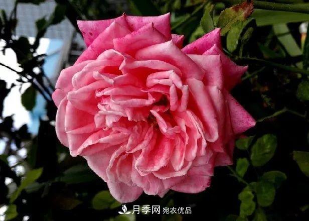 匯集17種中國古老月季，讓中國月季流傳下來(圖3)