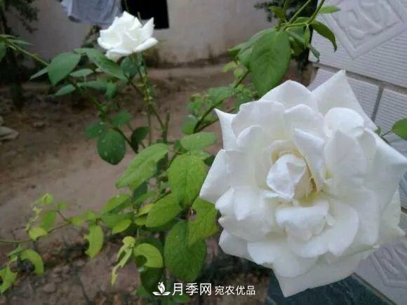 匯集17種中國古老月季，讓中國月季流傳下來(圖6)