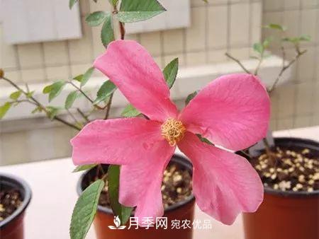 匯集17種中國古老月季，讓中國月季流傳下來(圖8)