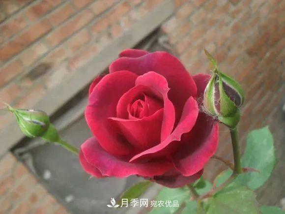 匯集17種中國古老月季，讓中國月季流傳下來(圖10)