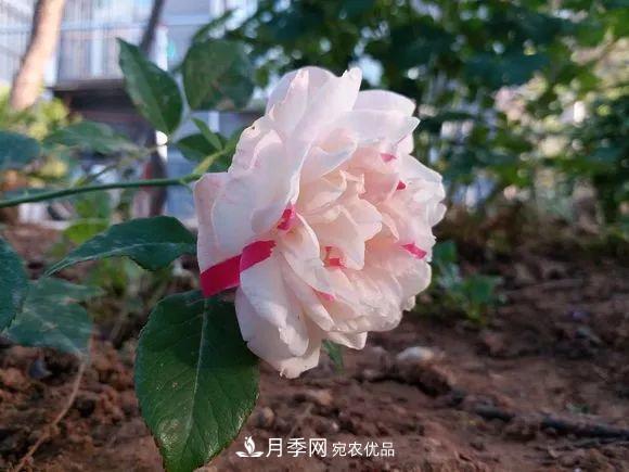 匯集17種中國古老月季，讓中國月季流傳下來(圖7)