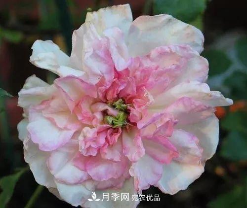 匯集17種中國古老月季，讓中國月季流傳下來(圖12)