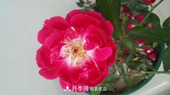 匯集17種中國古老月季，讓中國月季流傳下來(圖14)