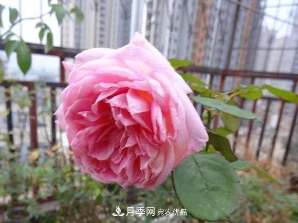 匯集17種中國古老月季，讓中國月季流傳下來(圖11)
