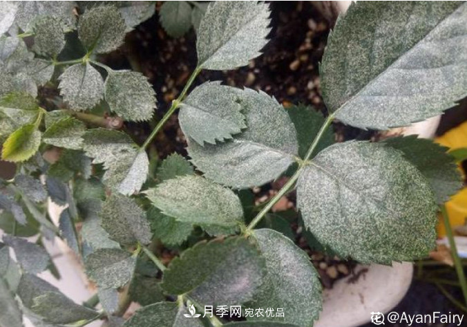 月季常見7大蟲害，防治方法都在這里了，收藏起來(圖3)