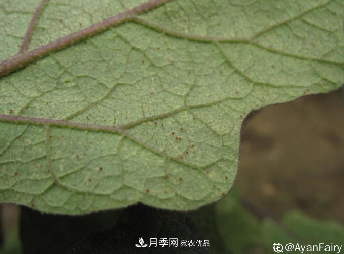 月季常見7大蟲害，防治方法都在這里了，收藏起來(圖4)