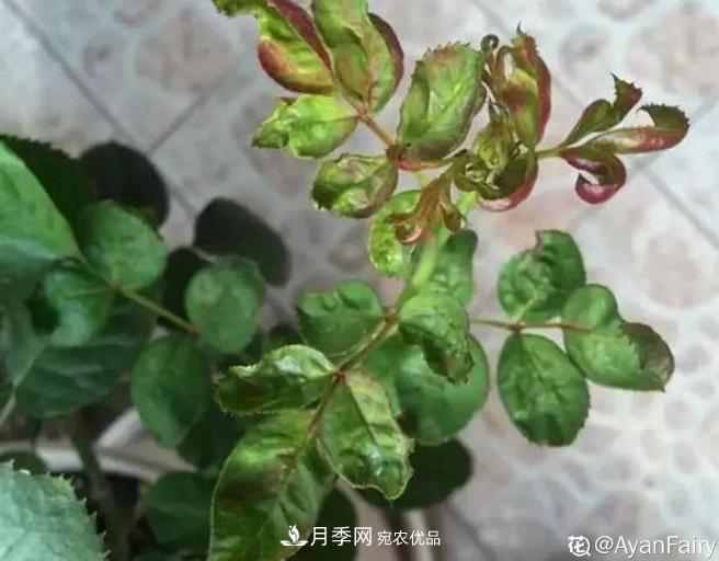 月季常見7大蟲害，防治方法都在這里了，收藏起來(圖5)