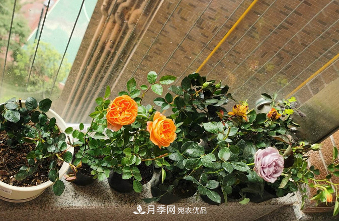 月季常見7大蟲害，防治方法都在這里了，收藏起來(圖7)
