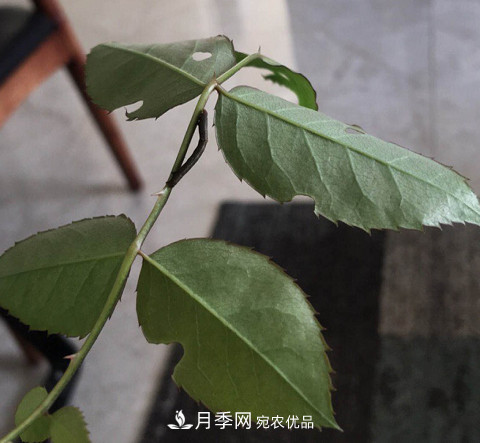 月季常見7大蟲害，防治方法都在這里了，收藏起來(圖10)