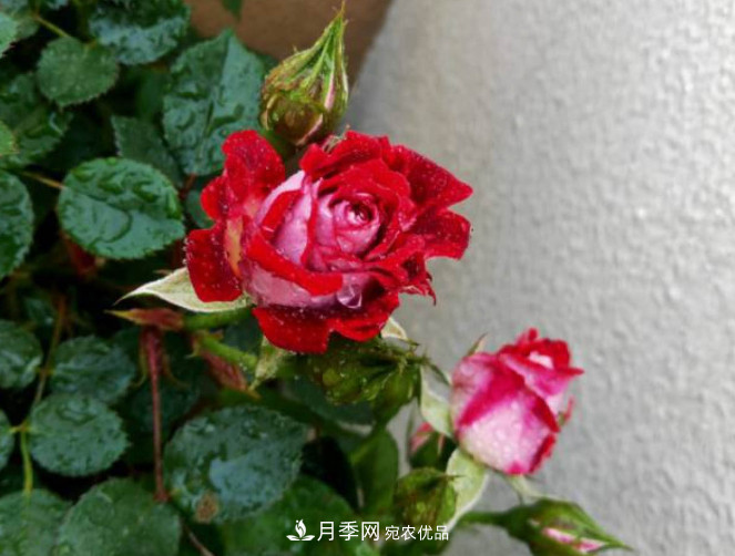 月季常見7大蟲害，防治方法都在這里了，收藏起來(圖9)