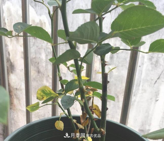 月季常見7大蟲害，防治方法都在這里了，收藏起來(圖6)