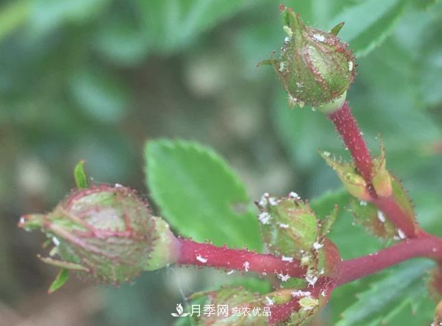 月季常見7大蟲害，防治方法都在這里了，收藏起來(圖8)