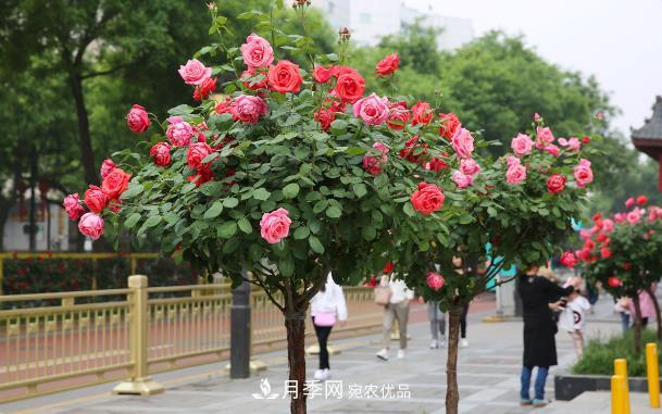 保證這兩個條件，80%的花卉都能養(yǎng)的住(圖1)