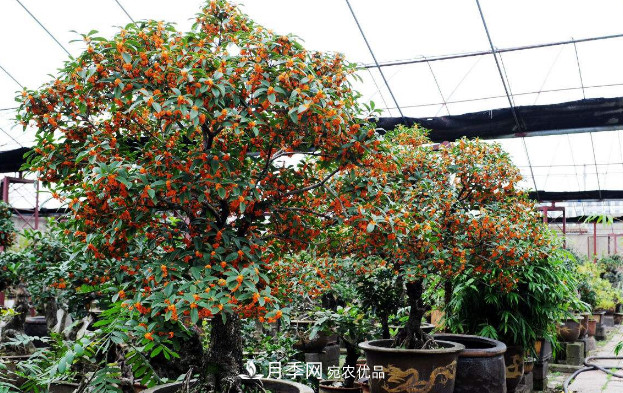 養(yǎng)護盆栽桂花，4方面做到位，9月到11月開花更多更香(圖2)